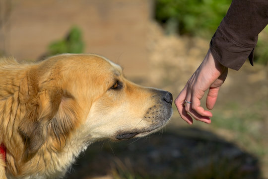 perro oliendo
