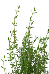 du thym