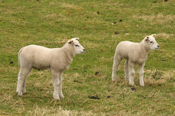 Two little lambs