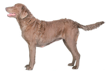 Beau Retriever de la baie de Chesapeake de profil en studio