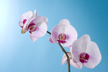 Fototapeta na wymiar Orchid on Blue