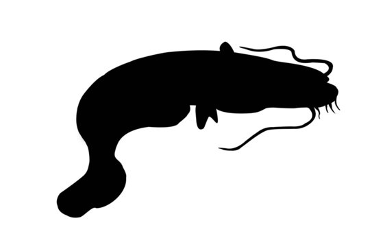 silhouette of sheatfish isolate