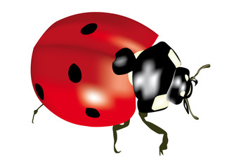 Coccinella