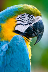 Obraz premium A colourful macaw in the wild