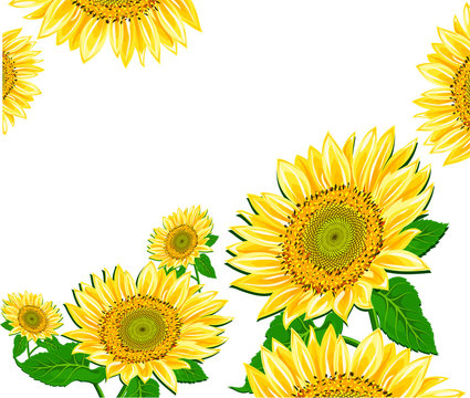 Sunflower framework