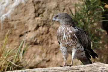 white taled hawk