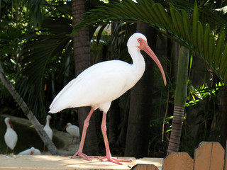 Obraz premium Ibis
