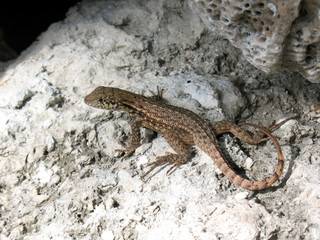 Lizard