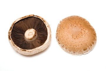 Mushrooms isolated ona white studio background.