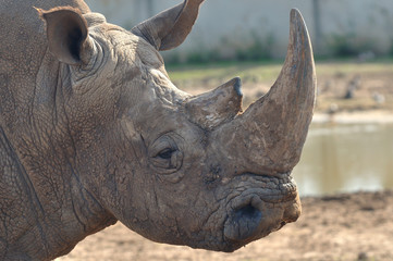 Fototapeta premium rhinoceros headshot