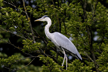 great blue heron portrait