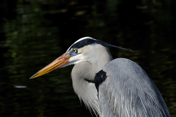great blue heron portrait