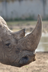 rhinoceros headshot