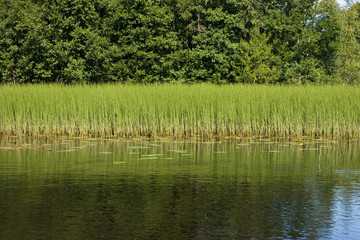 Forest lake grass side