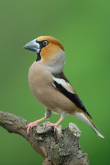 Hawfinch portrait