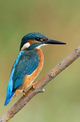 Kingfisher