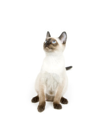 Siamese kitten sitting on a white background