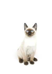 Siamese kitten sitting on a white background
