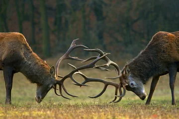 Printed kitchen splashbacks Deer Red deer fight