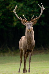 Red deer on a meadow looks into camera