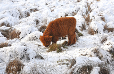 Young Highland calve grazing