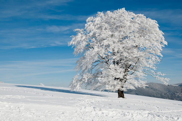 snowy tree on a sunny day