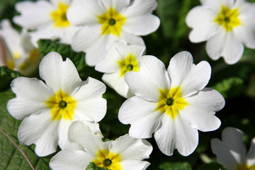 Fototapeta na wymiar Primevère commune-Primula vulgaris