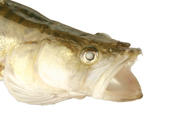 zander on white background