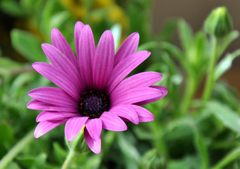 Obraz premium margherita