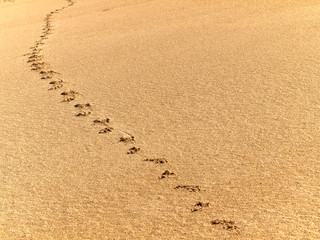 Fototapeta na wymiar Utworów zwierząt w piasku