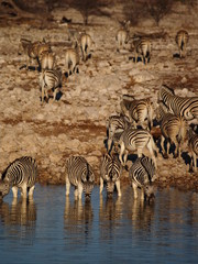 Fototapeta na wymiar drinking zebras