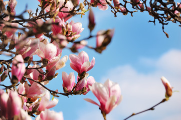 Flowering magnolia tree against a cloudy sky