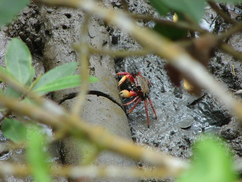 Carangueijo no mangue