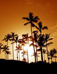 Fototapeta na wymiar Coconut Palm Tree Silhouettes