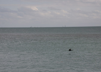 Obraz premium Seabird Flying