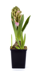 flower hyacinth