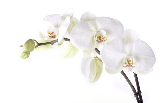 orchids isolated on white