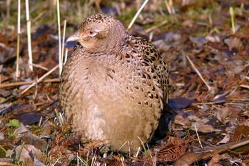 A female pheasant
