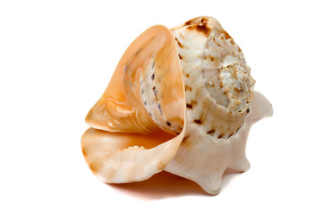 An isolated seashell over white.