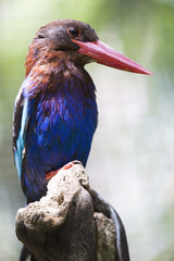 Exotic Bird Close up Portrait, Bali