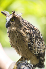 Portrait of wise owl