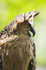 Portrait of wise owl