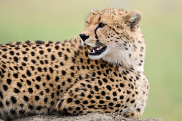 Gepard © Stefan Richter