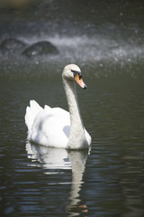 A White Swan