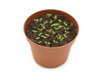 Green plant in a peat pot on a white background