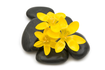 black spa massage stones and flowers