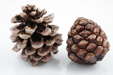Pinienzapfen