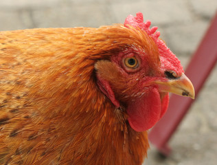 Poule orange