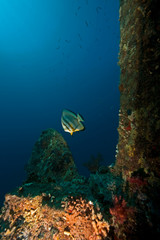 Fototapeta premium Dunraven