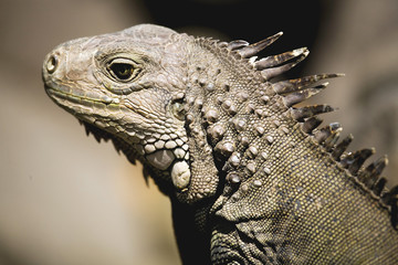 Komodo dragons, Indonesia